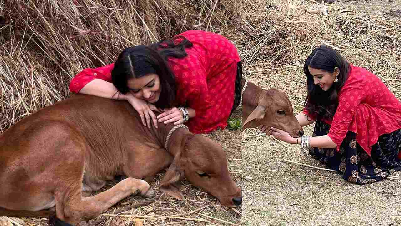 Malvika Sharma : గోదూడతో మాళవికా శర్మ ముచ్చట్లు..