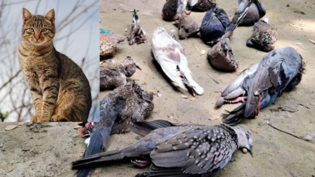 Man Kills Pigeons