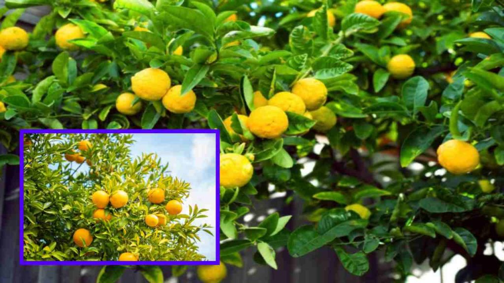 Management methods to control the coating in the lemon crop and prevent the fall of fruit!