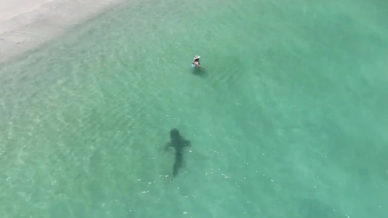 Terrifying Drone Video: బీచ్లో ఉన్న అమ్మాయి వద్దకు దూసుకువచ్చిన భారీ షార్క్ చేప Terrifying Drone Video: బీచ్లో ఉన్న అమ్మాయి వద్దకు దూసుకువచ్చిన భారీ షార్క్ చేప