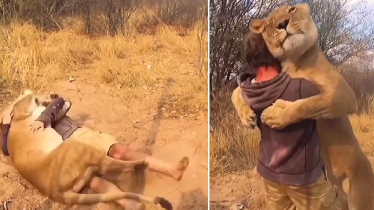 Viral video: మనిషిని హత్తుకున్న సింహం.. వీడియో చూసి ‘వామ్మో’ అంటున్న నెటిజన్లు Viral video: మనిషిని హత్తుకున్న సింహం.. వీడియో చూసి ‘వామ్మో’ అంటున్న నెటిజన్లు