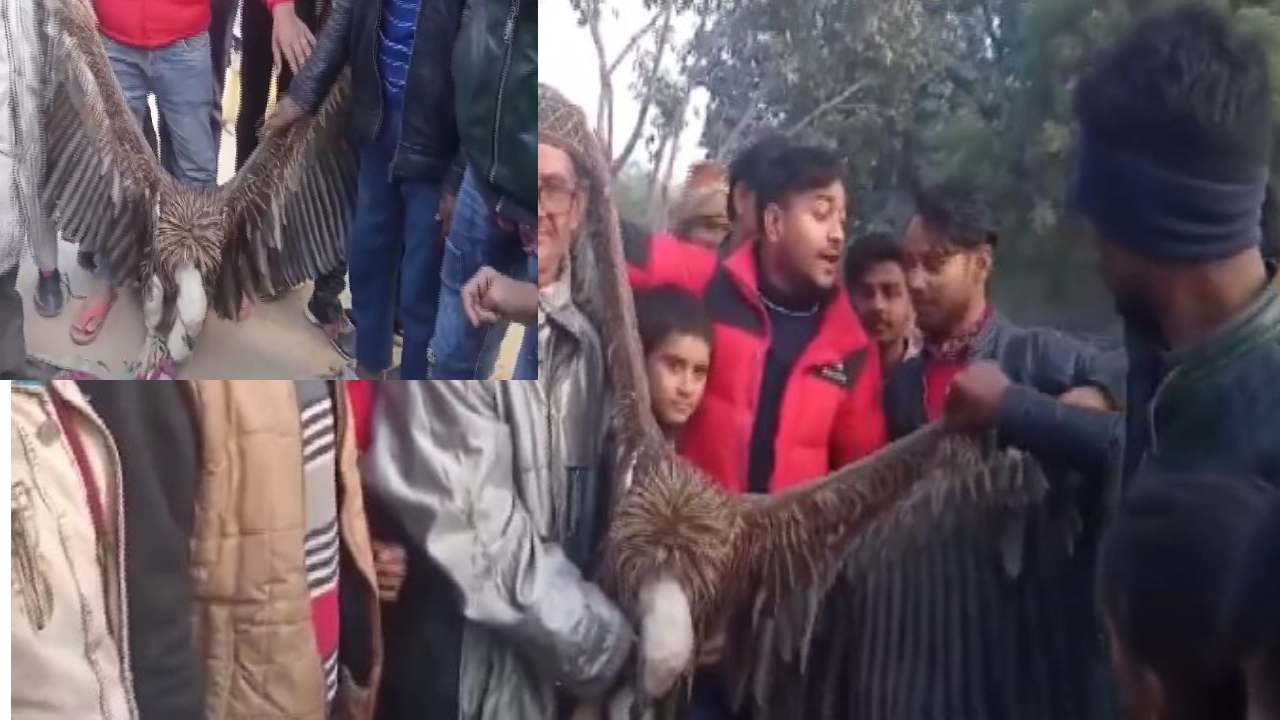Rare Vulture Video: అరుదైన రాబందును పట్టుకున్న గ్రామస్థులు Rare Vulture Video: అరుదైన రాబందును పట్టుకున్న గ్రామస్థులు