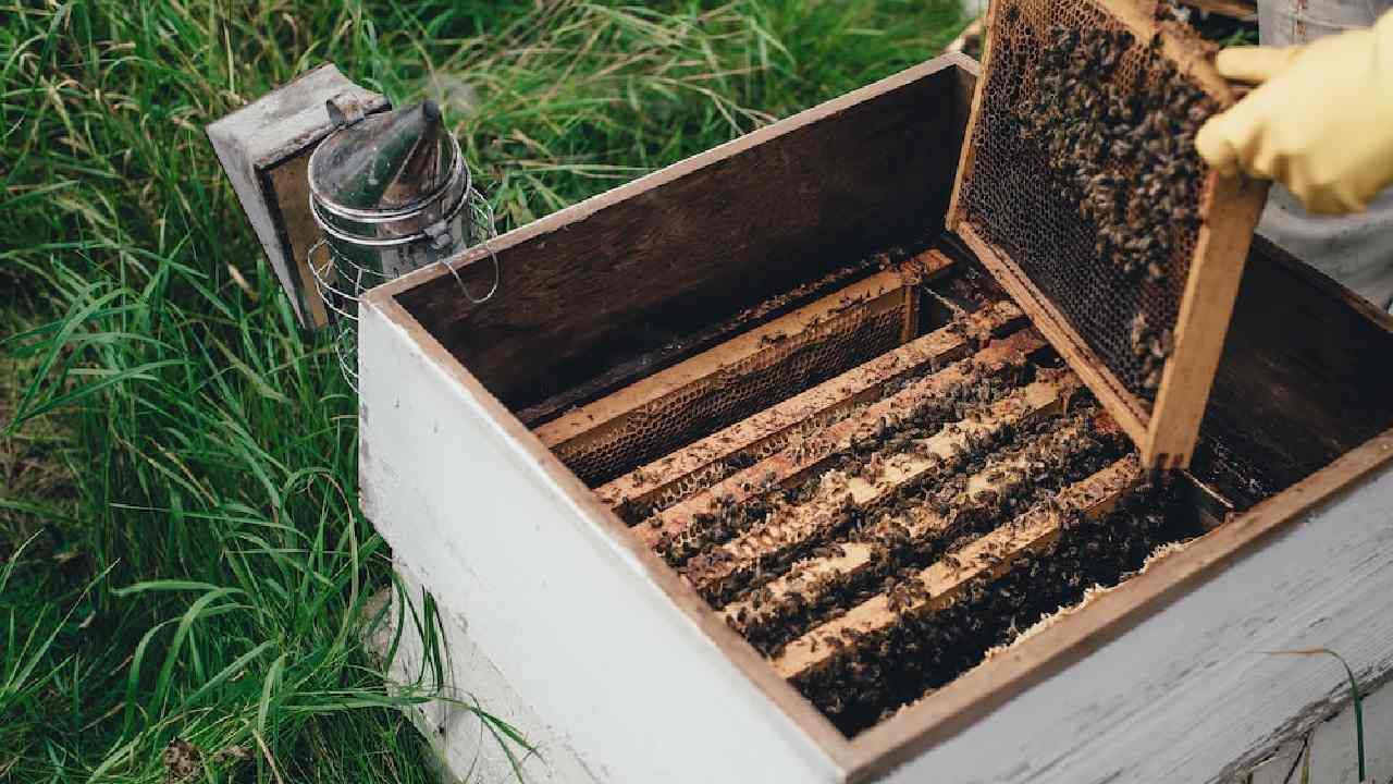Honey bee ‘boxes’: ఏనుగులను తరిమేయడానికి తేనెటీగల సైన్యం Honey bee ‘boxes’: ఏనుగులను తరిమేయడానికి తేనెటీగల సైన్యం