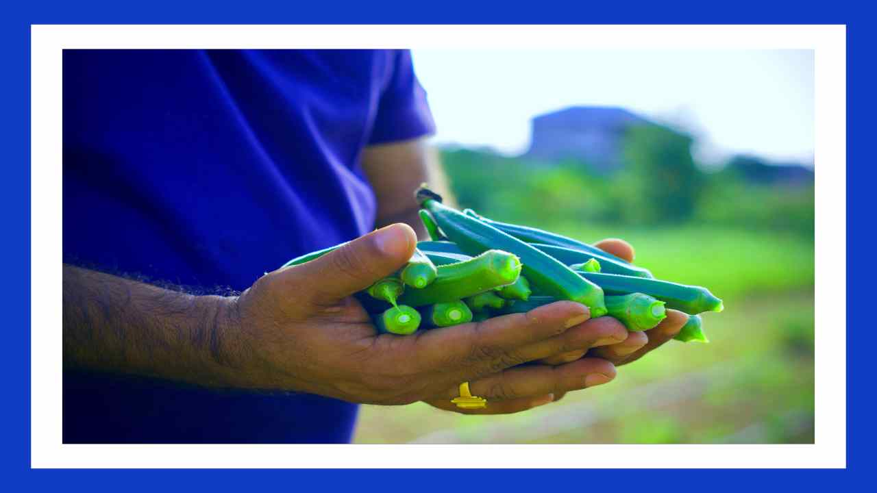 Okra Benefits : జీర్ణ వ్యవస్ధను మెరుగుపరచటంతోపాటు, రక్తంలో చక్కెర స్ధాయిలు నియంత్రణలో ఉంచే బెండకాయ! Okra Benefits : జీర్ణ వ్యవస్ధను మెరుగుపరచటంతోపాటు, రక్తంలో చక్కెర స్ధాయిలు నియంత్రణలో ఉంచే బెండకాయ!