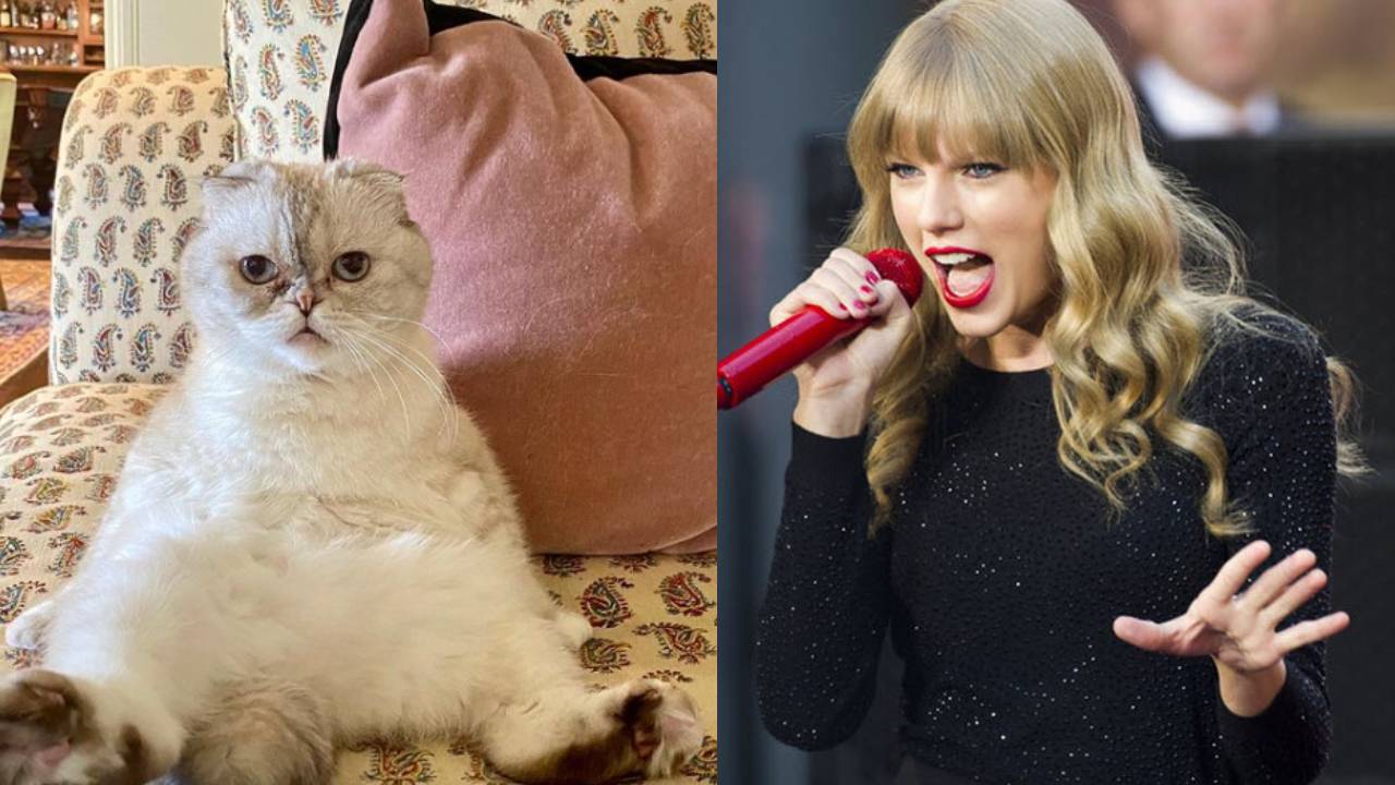 Richest Cats: ప్రముఖ గాయని పెంపుడు పిల్లికి రూ.800కోట్ల ఆస్తులు..! ఎలా సంపాదించిందో తెలుసా? Richest Cats: ప్రముఖ గాయని పెంపుడు పిల్లికి రూ.800కోట్ల ఆస్తులు..! ఎలా సంపాదించిందో తెలుసా?