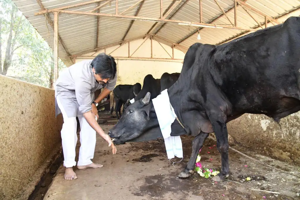 Pawan Kalyan worshiped the cows