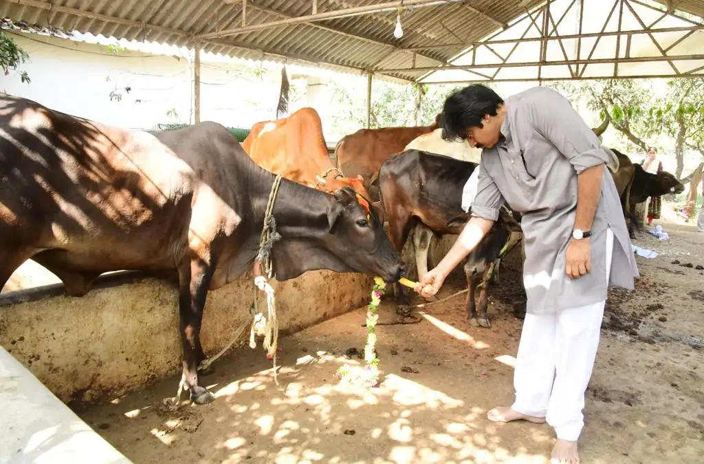 Pawan Kalyan worshiped the cows