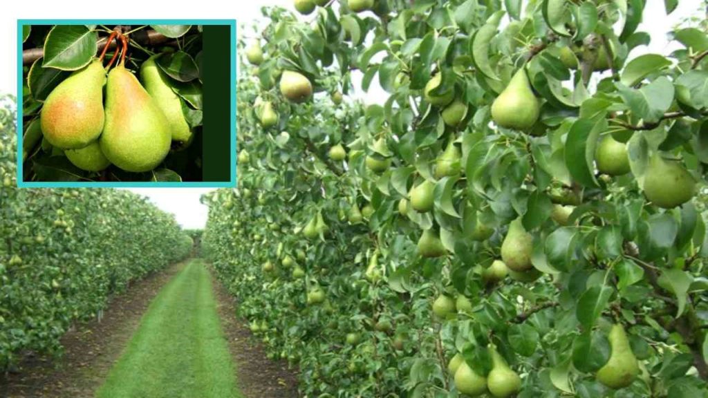 Pear Fruit Farming