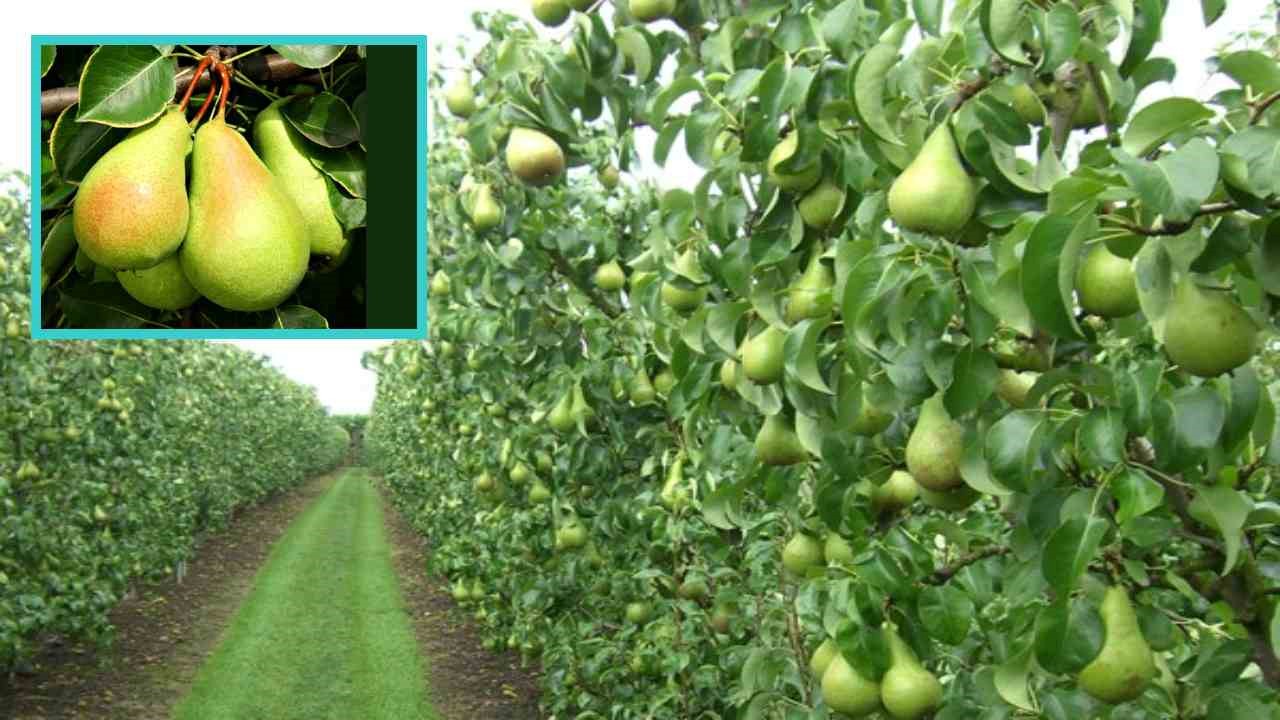 Farming Pears : పియర్ సాగు ఎలా చేస్తే లక్షల రూపాయలు సంపాదిస్తారో తెలుసా? Farming Pears : పియర్ సాగు ఎలా చేస్తే లక్షల రూపాయలు సంపాదిస్తారో తెలుసా?
