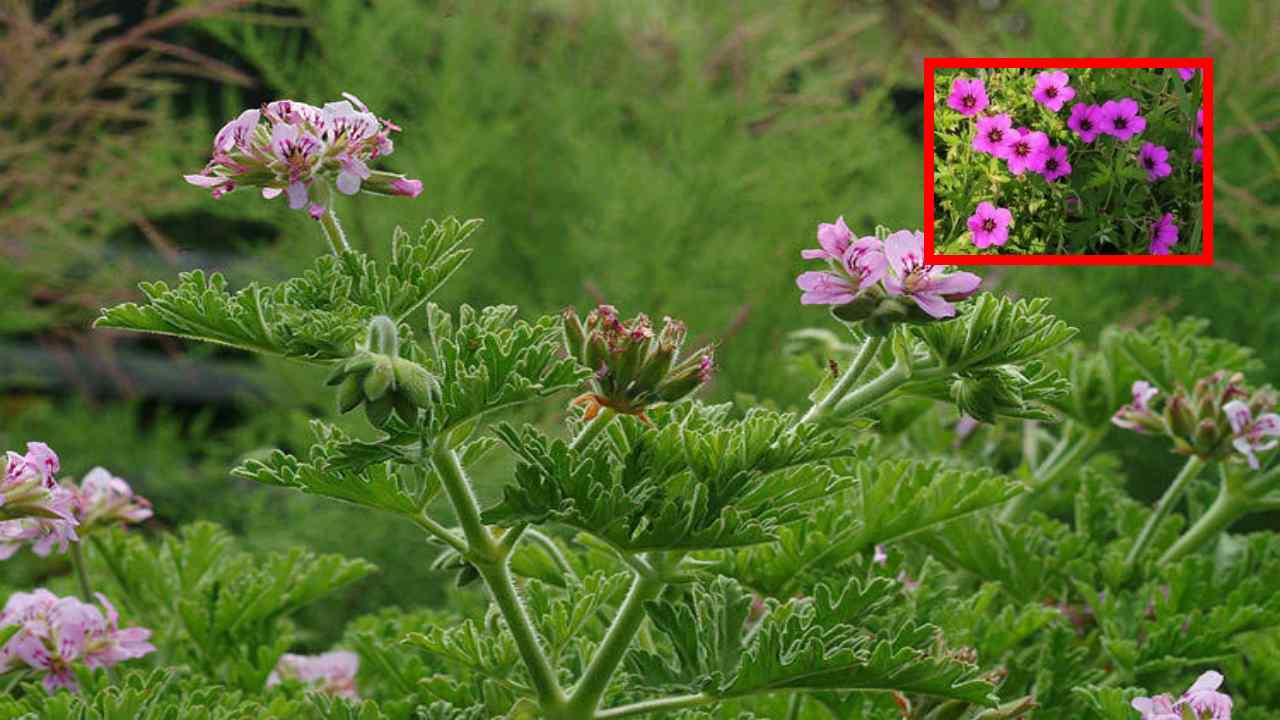 Pelargonium Graveolens Cultivation : పన్నీరు మొక్క సాగులో యాజమాన్య పద్ధతులు ! Pelargonium Graveolens Cultivation : పన్నీరు మొక్క సాగులో యాజమాన్య పద్ధతులు !