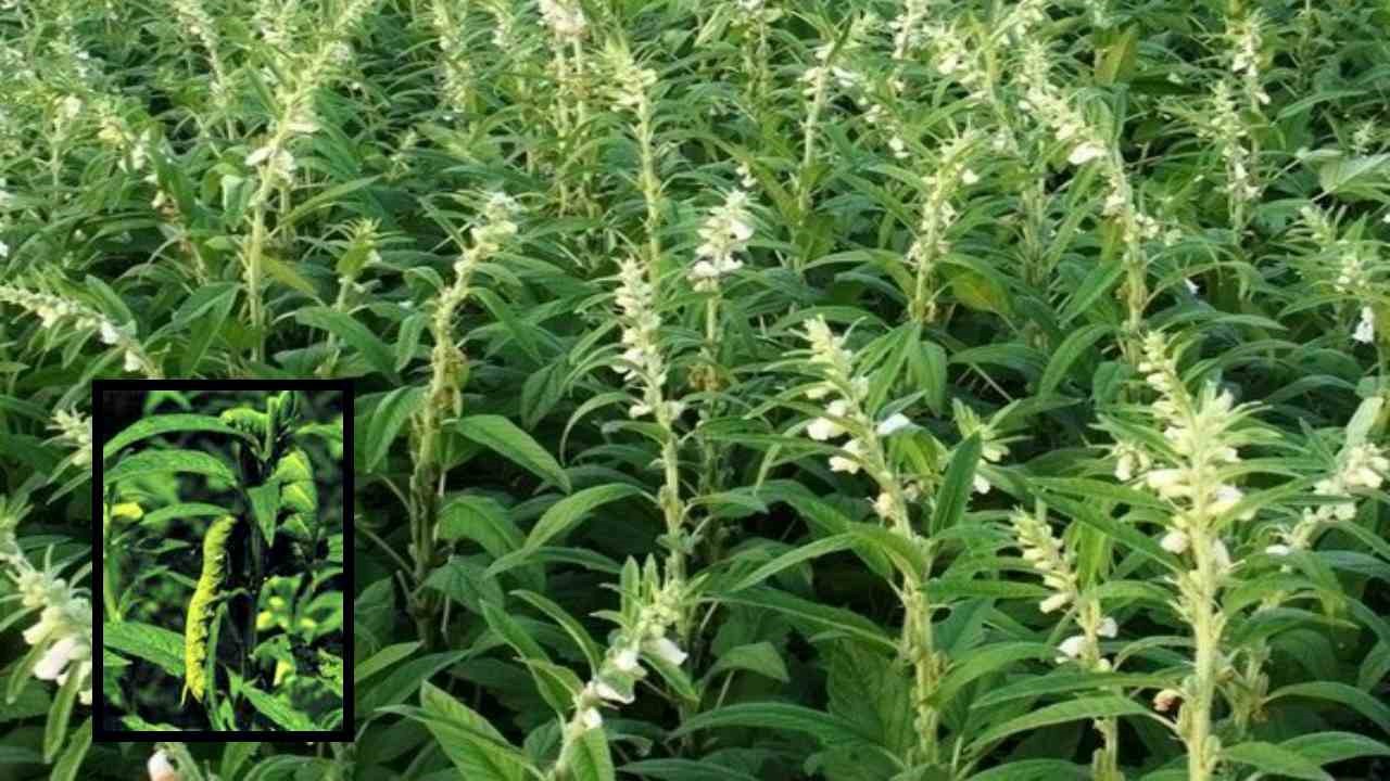 Pests In Sesame : నువ్వు పంటసాగులో చీడపీడలు, సస్యరక్షణ చర్యలు! Pests In Sesame : నువ్వు పంటసాగులో చీడపీడలు, సస్యరక్షణ చర్యలు!