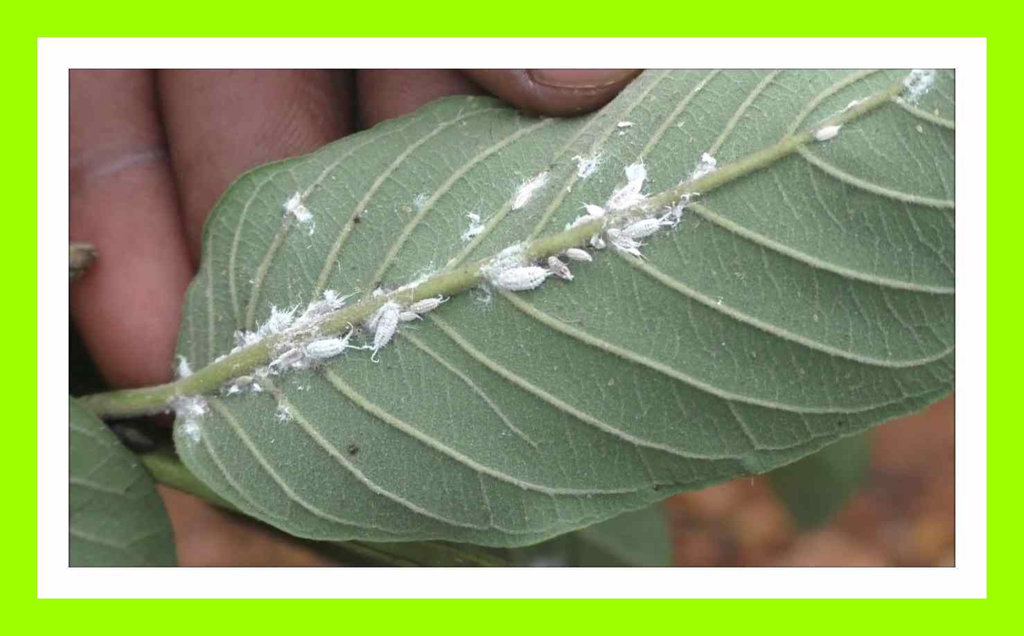 Pindinalli : దానిమ్మ, మామిడి, బొప్పాయి వంటి ఉద్యాన పంటలకు నష్టం కలిగిస్తున్న పిండినల్లి! నివారణ చర్యలు Pindinalli : దానిమ్మ, మామిడి, బొప్పాయి వంటి ఉద్యాన పంటలకు నష్టం కలిగిస్తున్న పిండినల్లి! నివారణ చర్యలు