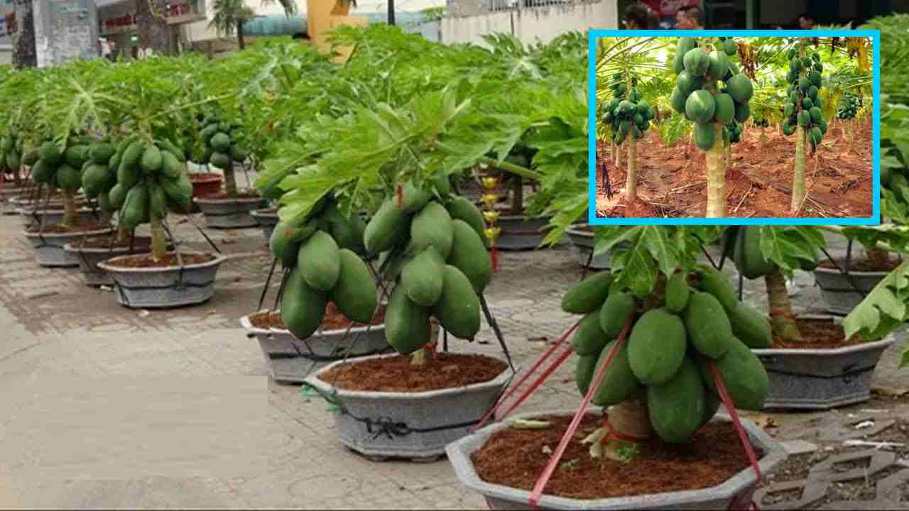 Papaya Cultivation : బొప్పాయి సాగులో రైతులు అనుసరించాల్సిన సస్యరక్షణ చర్యలు! Papaya Cultivation : బొప్పాయి సాగులో రైతులు అనుసరించాల్సిన సస్యరక్షణ చర్యలు!