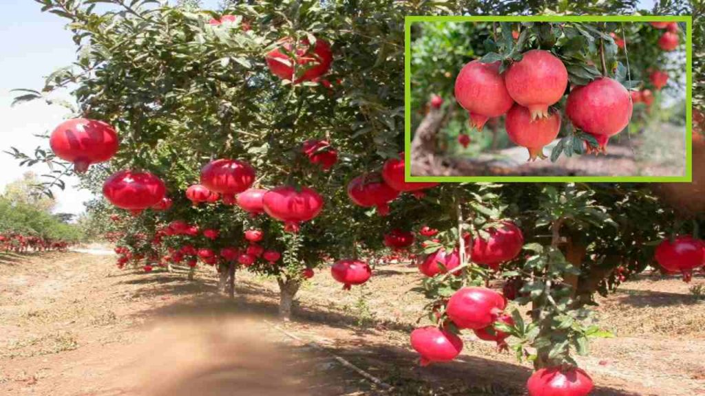 Pomegranate Cultivation