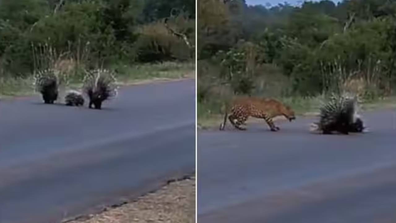 Porcupine Security: మేముండగా మీకేం కాదు బిడ్డా..! చిరుత నుండి జెడ్ సెక్యూరిటీతో బిడ్డలను కాపాడుకున్న పోర్కుపైన్ జంట.. వీడియో వైరల్.. Porcupine Security: మేముండగా మీకేం కాదు బిడ్డా..! చిరుత నుండి జెడ్ సెక్యూరిటీతో బిడ్డలను కాపాడుకున్న పోర్కుపైన్ జంట.. వీడియో వైరల్..