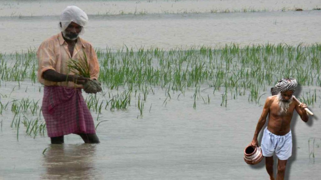 Precautions to be taken if the rice crop gets flooded due to untimely rains!