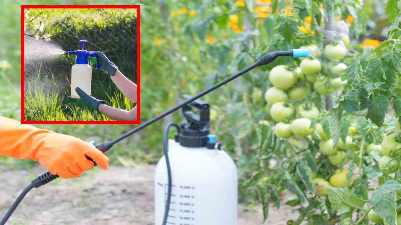 Pests In The Garden : పెరటితోటలో మొక్కల చీడపీడల నివారణకు ఇంట్లోనే కషాయాల తయారీ! Pests In The Garden : పెరటితోటలో మొక్కల చీడపీడల నివారణకు ఇంట్లోనే కషాయాల తయారీ!