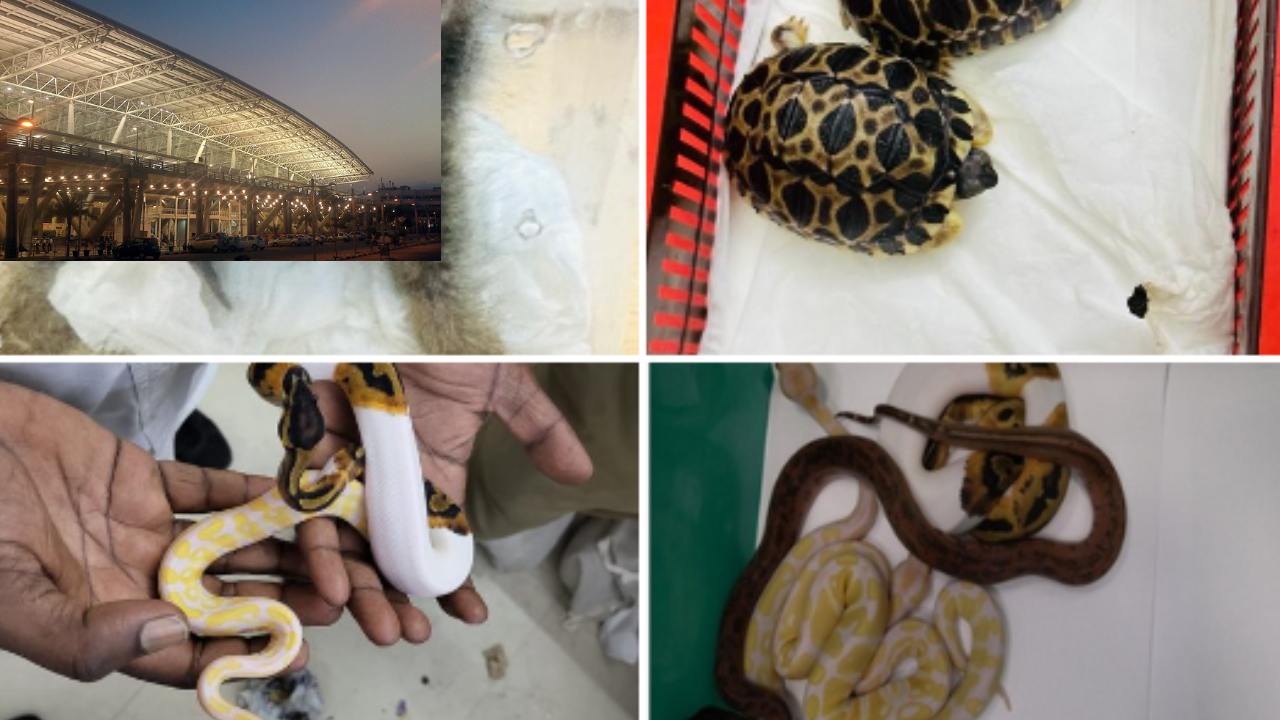 Rare Species Seized : చెన్నై ఎయిర్ పోర్టులో కస్టమ్స్ తనిఖీలు.. అరుదైన పాములు, కోతులు, తాబేళ్లు స్వాధీనం Rare Species Seized : చెన్నై ఎయిర్ పోర్టులో కస్టమ్స్ తనిఖీలు.. అరుదైన పాములు, కోతులు, తాబేళ్లు స్వాధీనం