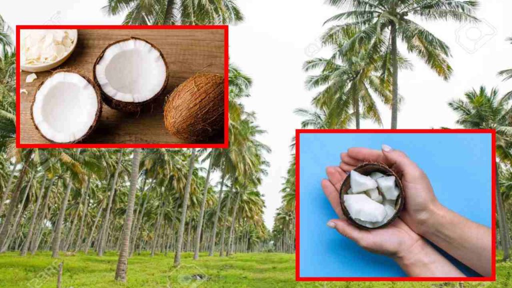 Raw coconut is very good for health! Eating before going to sleep at night has many benefits