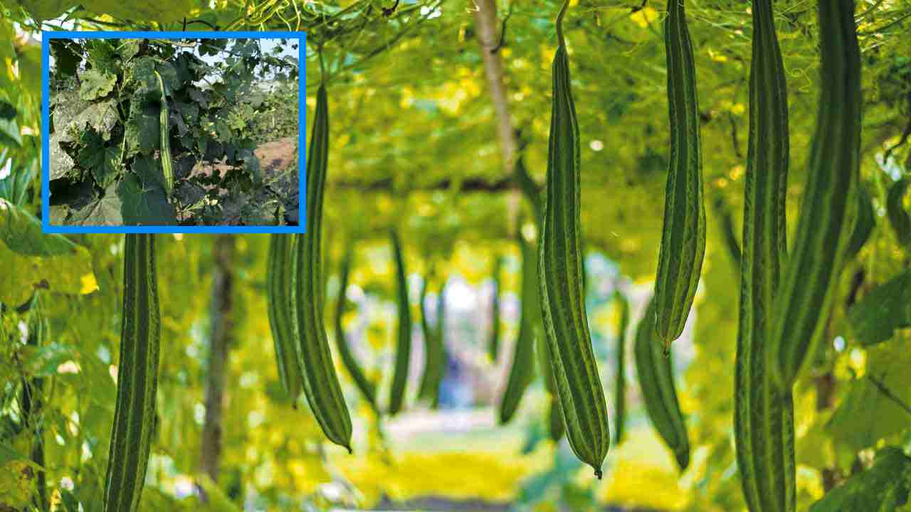 Beera Cultivation : బీరసాగులో అనువైన రకాల ఎంపిక ! Beera Cultivation : బీరసాగులో అనువైన రకాల ఎంపిక !
