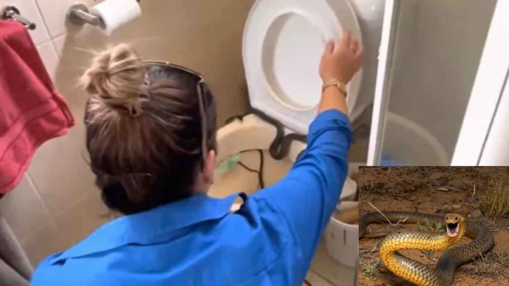 Snake Inside Toilet