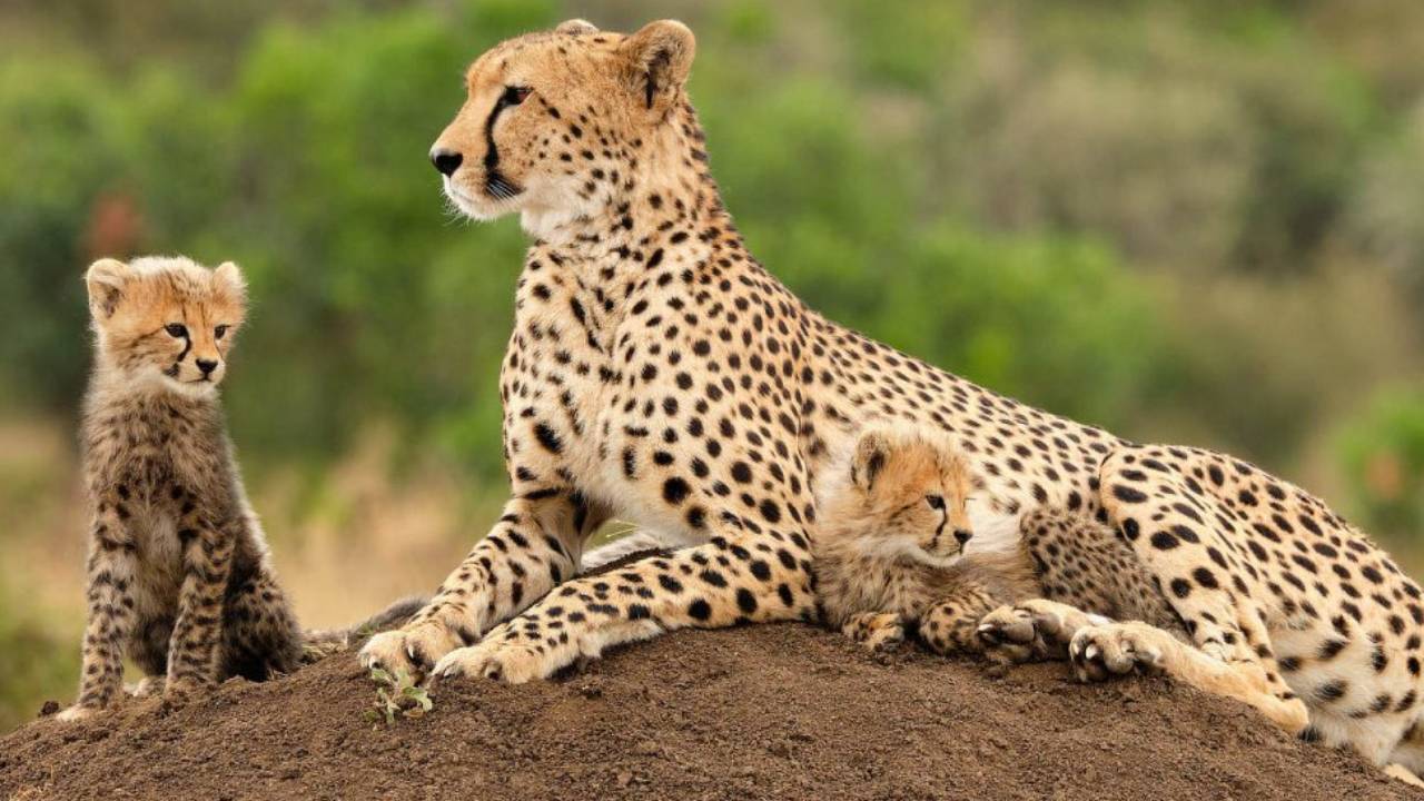 South African Cheetahs: దక్షిణాఫ్రికా నుంచి భారత్కు వందకుపైగా చిరుతలు..! ఎప్పుడంటే? South African Cheetahs: దక్షిణాఫ్రికా నుంచి భారత్కు వందకుపైగా చిరుతలు..! ఎప్పుడంటే?