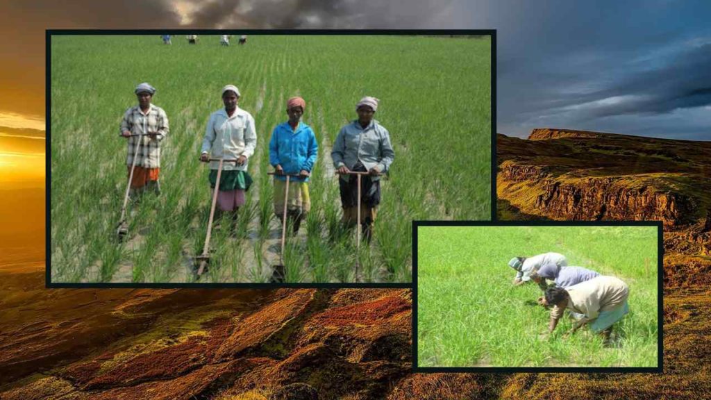 Steps to be taken for weed control after planting, along with rice paddy!