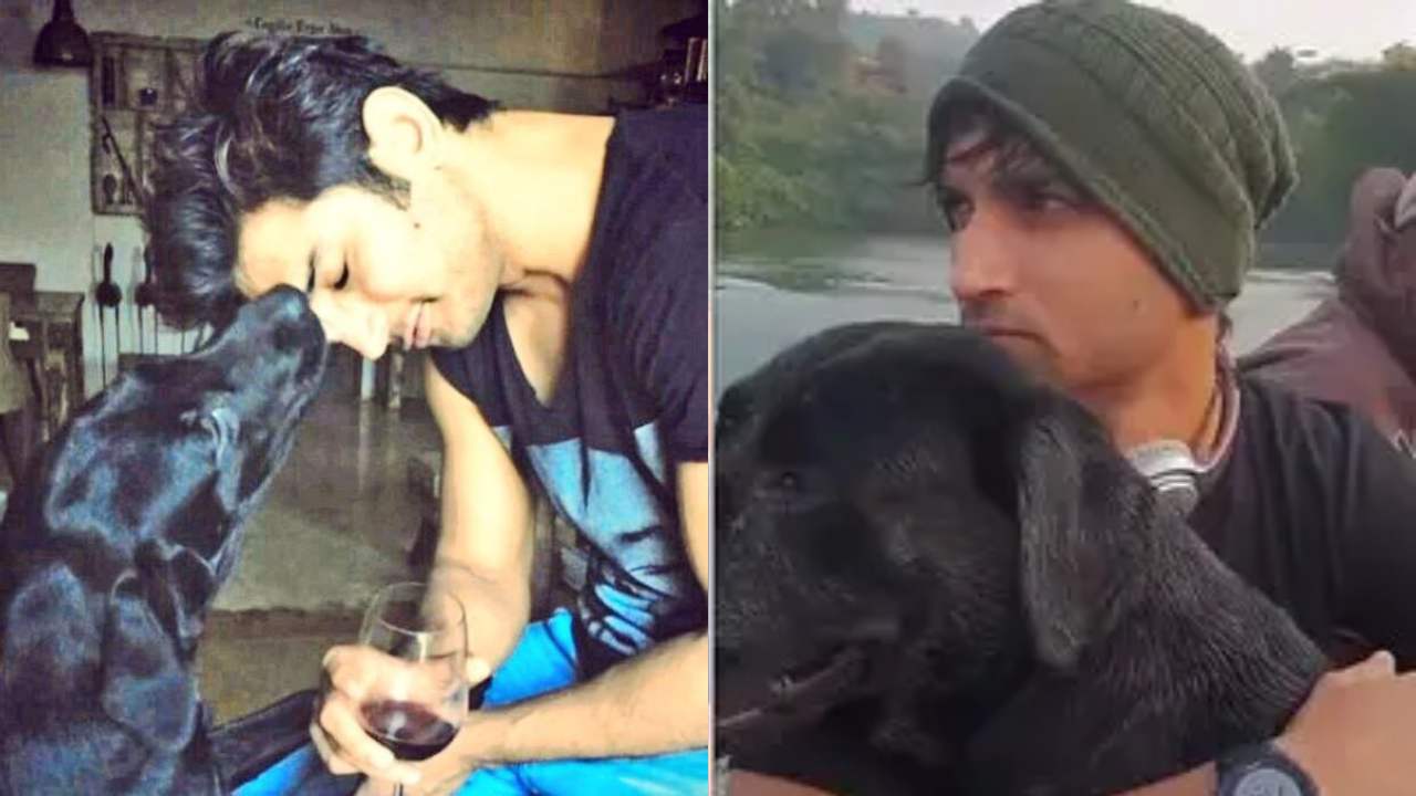 Sushant Singh Rajput : తన యజమాని కోసం స్వర్గానికి ప్రయాణం.. సుశాంత్ సింగ్ పెంపుడు కుక్క మరణం.. Sushant Singh Rajput : తన యజమాని కోసం స్వర్గానికి ప్రయాణం.. సుశాంత్ సింగ్ పెంపుడు కుక్క మరణం..