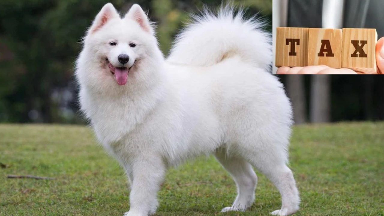 Dogs Taxed : కుక్కలను పెంచుకుంటే కూడా ట్యాక్స్ చెల్లించాల్సిందే! Dogs Taxed : కుక్కలను పెంచుకుంటే కూడా ట్యాక్స్ చెల్లించాల్సిందే!