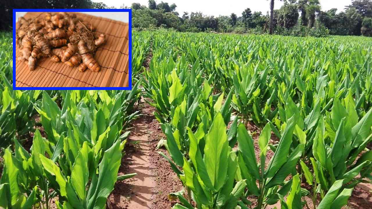 Turmeric Cultivation : పసుపు సాగులో విత్తనశుద్ధి, పోషక ఎరువుల విషయంలో యాజమాన్య పద్ధతులు! Turmeric Cultivation : పసుపు సాగులో విత్తనశుద్ధి, పోషక ఎరువుల విషయంలో యాజమాన్య పద్ధతులు!