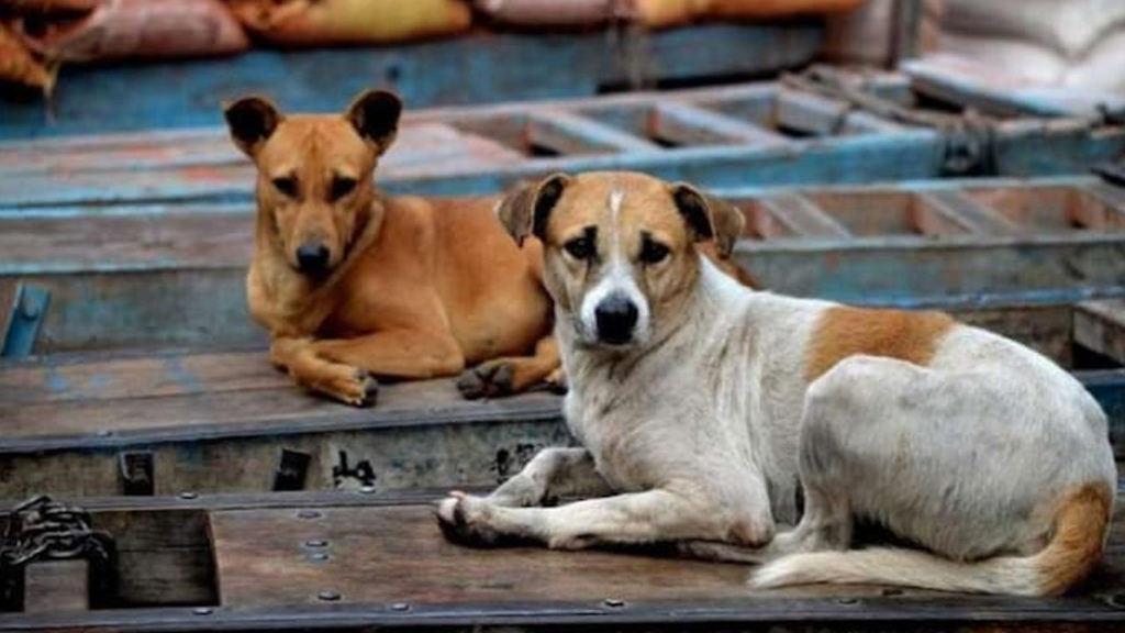 Why Bihar government shooters are chasing and gunning down dogs