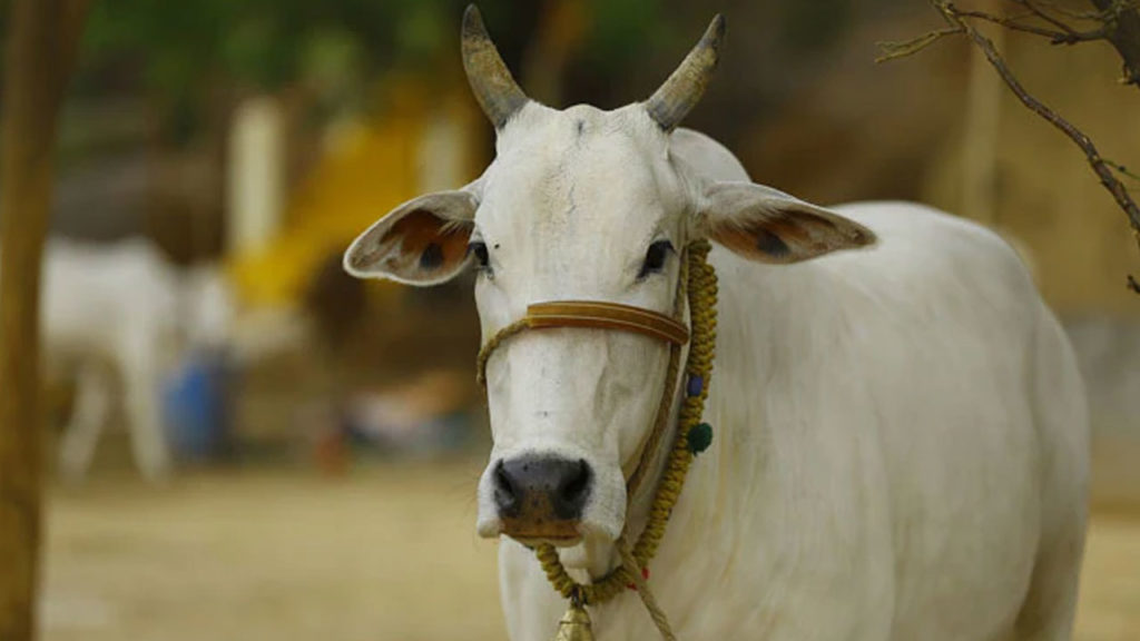 All the problems of the earth will be solved if cow slaughter is stopped says Gujarat Court
