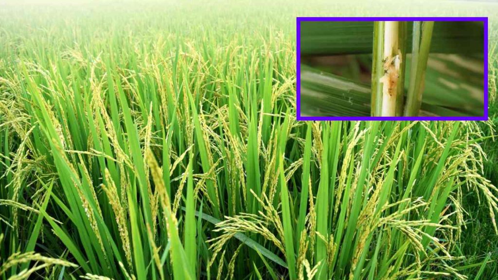 Ways to prevent the stem borer that causes damage in rice!