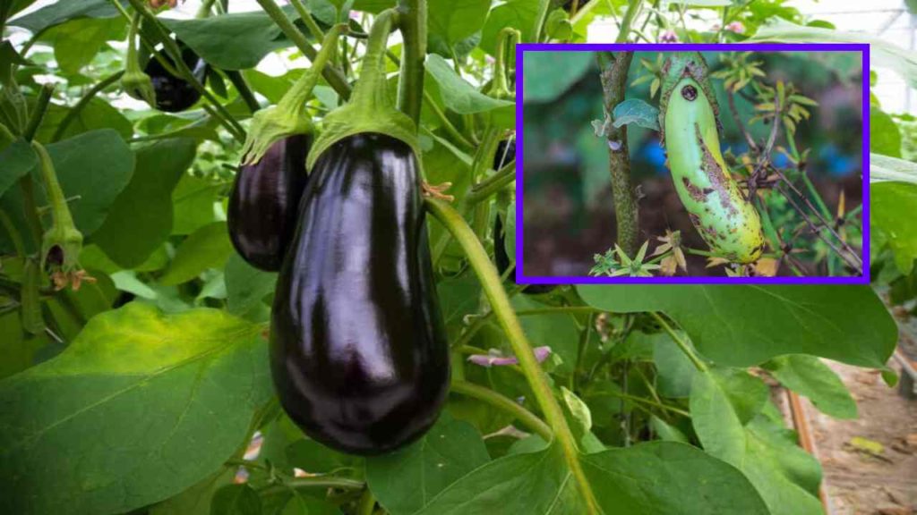 Management of Deadly insect pest Brinjal Shoot and fruit borer