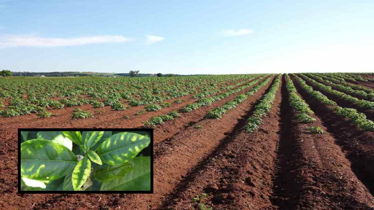 Zinc Deficiency : ప్రధాన పంటలసాగులో జింకు లోపం! నివారణ పద్ధతులు Zinc Deficiency : ప్రధాన పంటలసాగులో జింకు లోపం! నివారణ పద్ధతులు