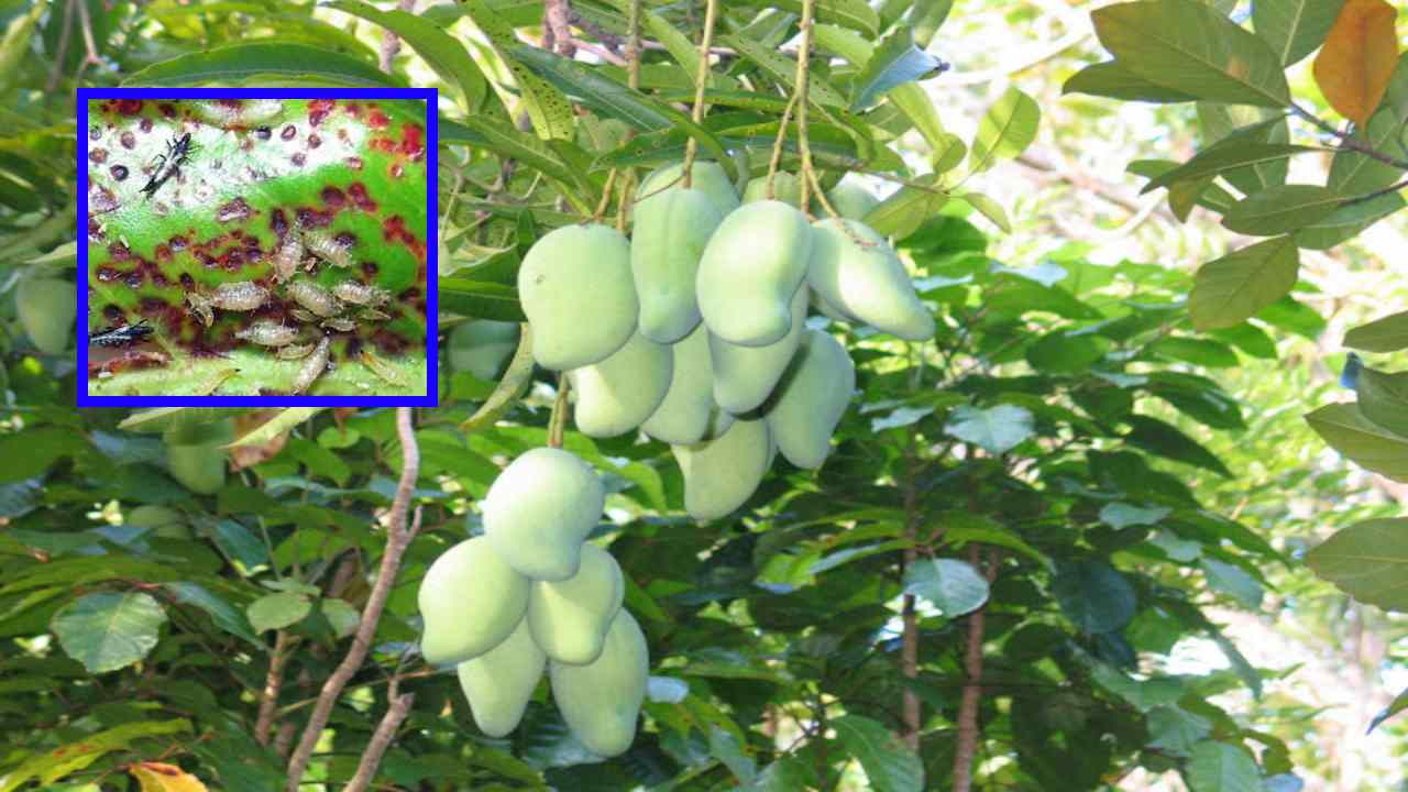 Black Thrips Pest : మామిడి, బొప్పాయితో పాటు ఇతర ఉద్యానవన తోటల్లో నలుపు రంగు తామర పురుగుల నియంత్రణ! Black Thrips Pest : మామిడి, బొప్పాయితో పాటు ఇతర ఉద్యానవన తోటల్లో నలుపు రంగు తామర పురుగుల నియంత్రణ!