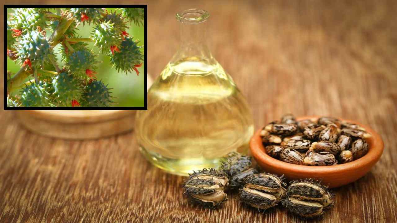 Castor Oil : కీళ్లనొప్పులకే కాదు, చర్మసౌందర్యానికి ఆముదం అద్భుతమైన ఔషదమే! Castor Oil : కీళ్లనొప్పులకే కాదు, చర్మసౌందర్యానికి ఆముదం అద్భుతమైన ఔషదమే!