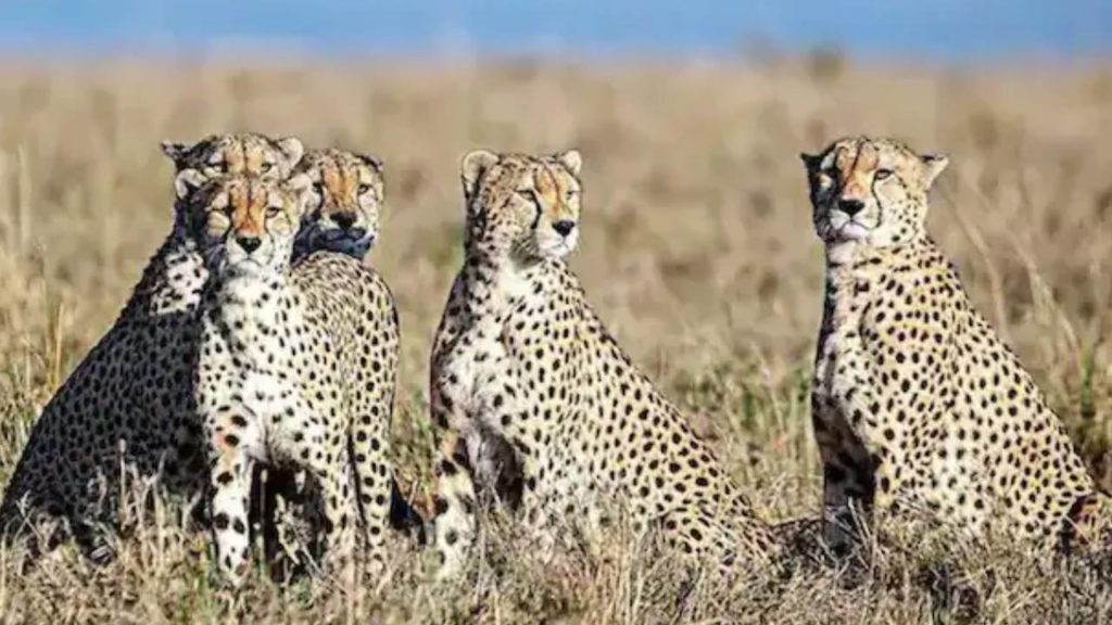 cheetahs