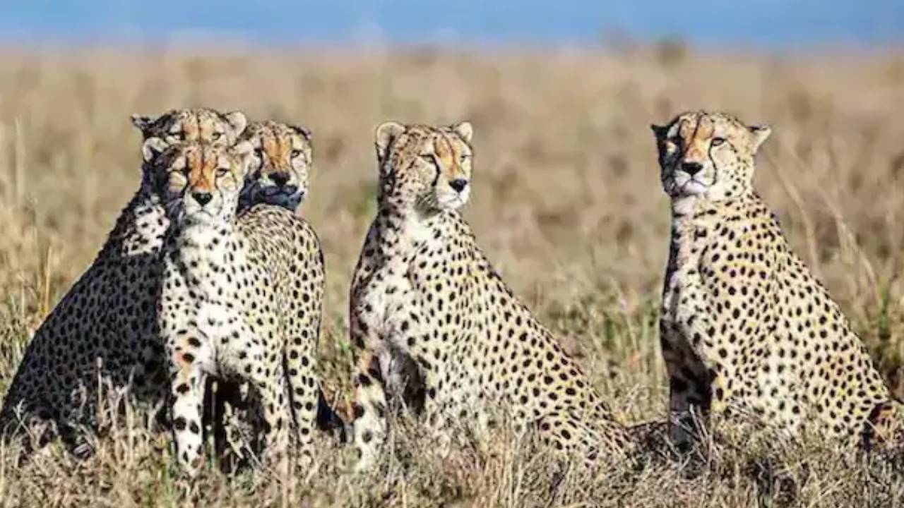 Kuno National Park: కునో నేషనల్ పార్క్కు మరో 12 చిరుతలు వచ్చేస్తున్నాయ్.. ఎప్పుడు? ఏ దేశం నుంచి అంటే? Kuno National Park: కునో నేషనల్ పార్క్కు మరో 12 చిరుతలు వచ్చేస్తున్నాయ్.. ఎప్పుడు? ఏ దేశం నుంచి అంటే?
