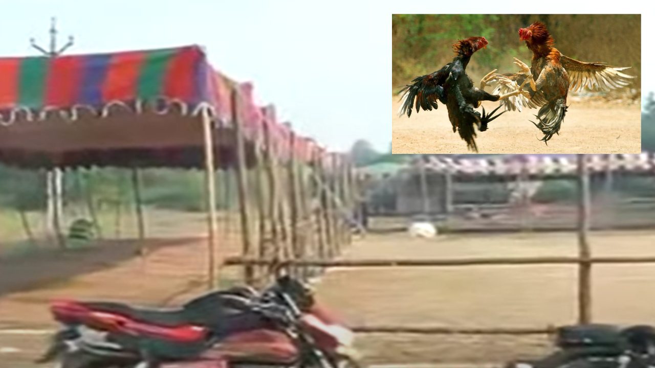 Chicken Races : కోడి పందాలకు సిద్ధమైన గోదావరి జిల్లాలు Chicken Races : కోడి పందాలకు సిద్ధమైన గోదావరి జిల్లాలు