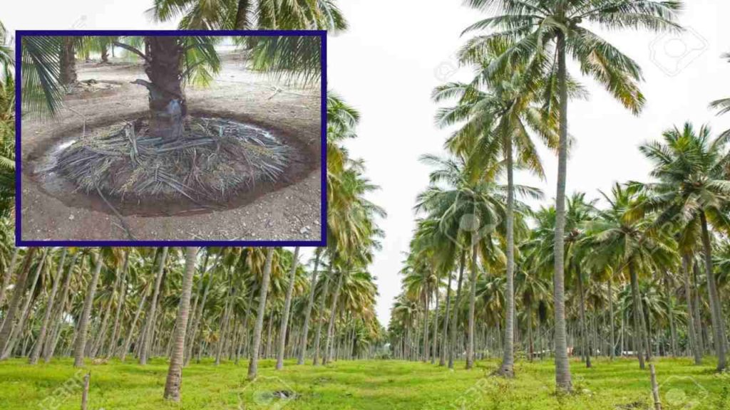 coconut cultivation!