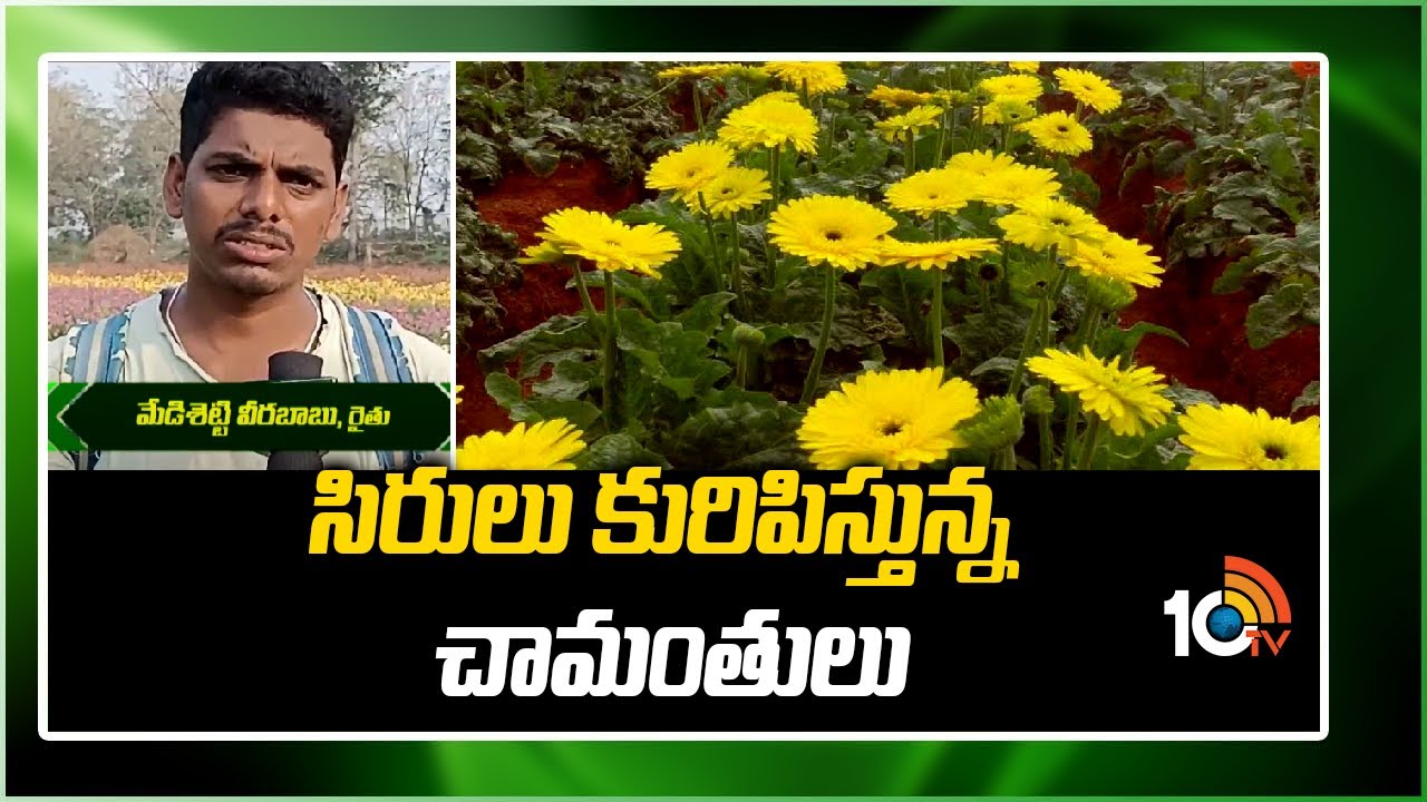 Chrysanthemum Crop: సిరులు కురిపిస్తున్న చామంతులు