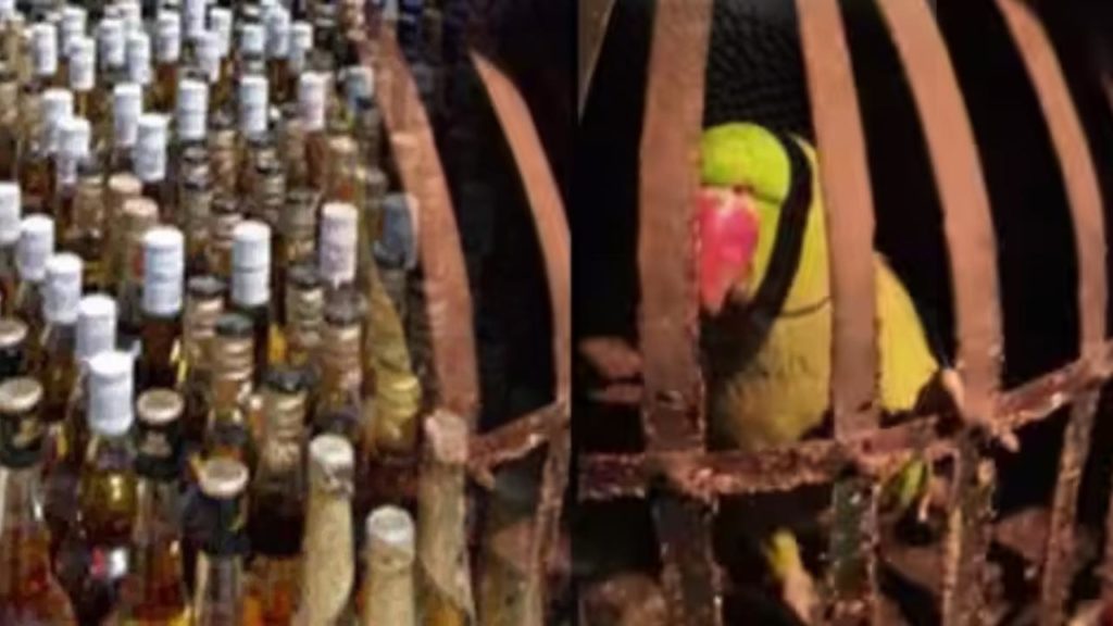 parrot arrested illegal liquor case