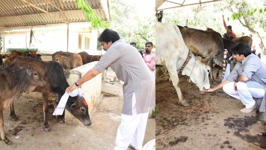 Pawan Kalyan worshiped cows on Kanuma