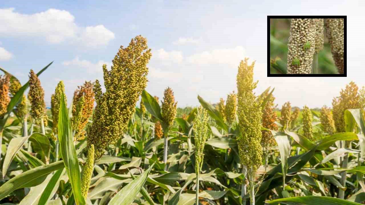 Pests In Sorghum : జొన్నలో చీడపీడల నివారణ చర్యలు ! Pests In Sorghum : జొన్నలో చీడపీడల నివారణ చర్యలు !