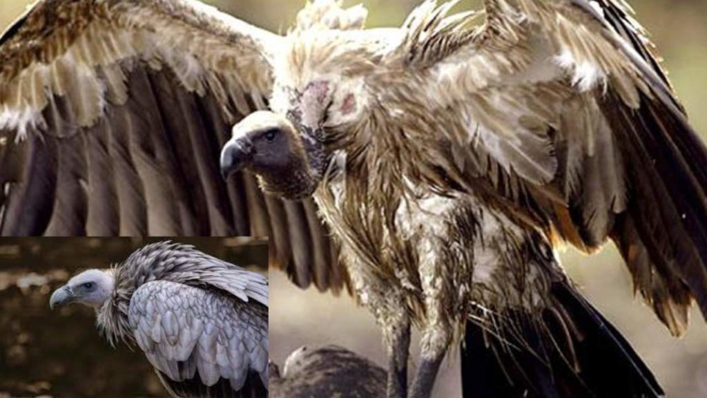 vulture