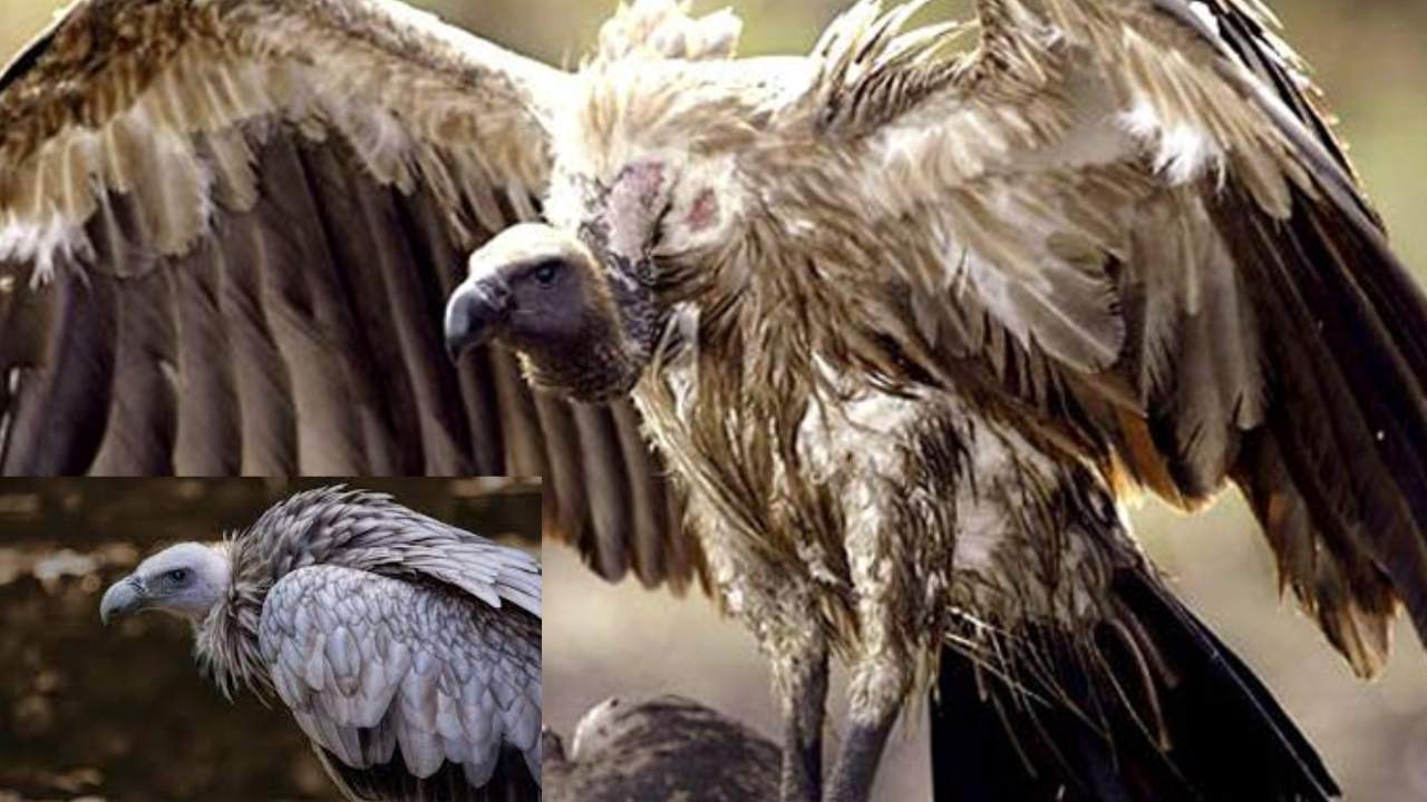 Rare Vulture : ఉత్తరప్రదేశ్ లో అత్యంత అరుదైన రాబందు ప్రత్యక్షం Rare Vulture : ఉత్తరప్రదేశ్ లో అత్యంత అరుదైన రాబందు ప్రత్యక్షం