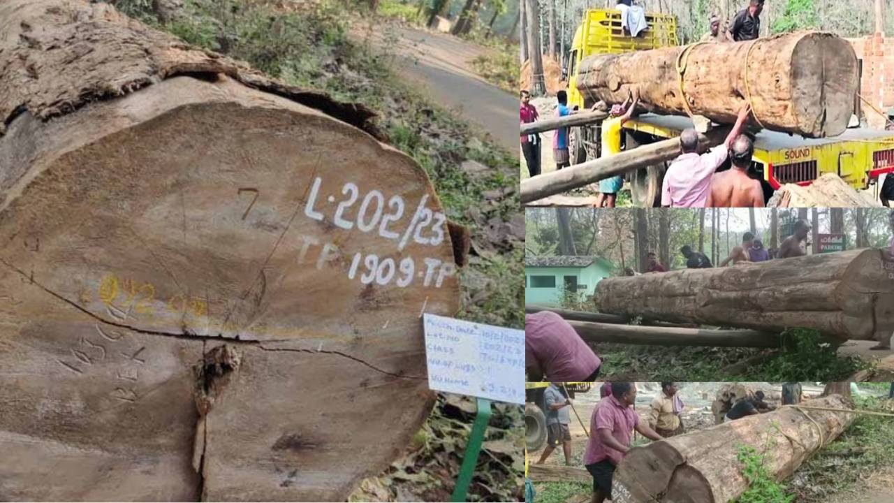 114 Years Teak Tree : బ్రిటీష్ కాలంనాటి 114 ఏళ్ల టేకు చెట్టు .. సర్కారువారి పాటలోధర ఎంత పలికిందో తెలుసా?! 114 Years Teak Tree : బ్రిటీష్ కాలంనాటి 114 ఏళ్ల టేకు చెట్టు .. సర్కారువారి పాటలోధర ఎంత పలికిందో తెలుసా?!