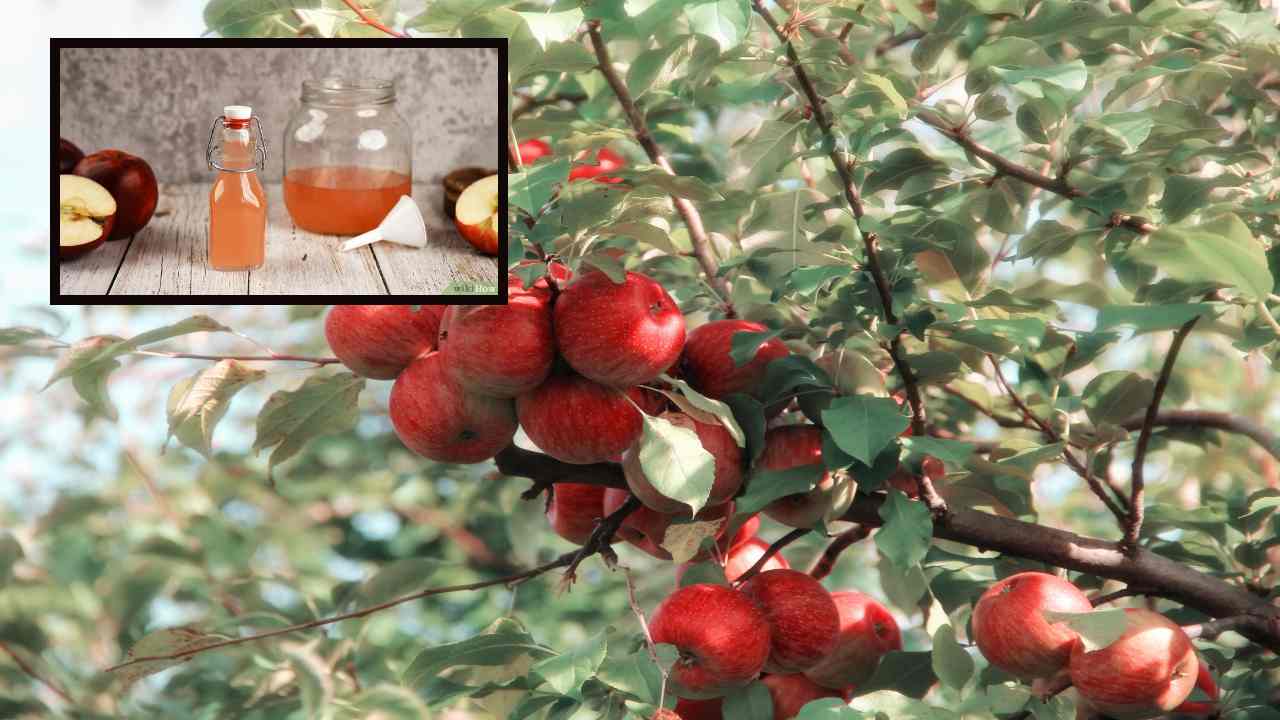 Apple Cider Vinegar : రాత్రి నిద్రపోయే ముందు ఒక్క టీస్పూన్ యాపిల్ సైడర్ వెనిగర్ తీసుకుంటే ఎన్నో ప్రయోజనాలు ! Apple Cider Vinegar : రాత్రి నిద్రపోయే ముందు ఒక్క టీస్పూన్ యాపిల్ సైడర్ వెనిగర్ తీసుకుంటే ఎన్నో ప్రయోజనాలు !