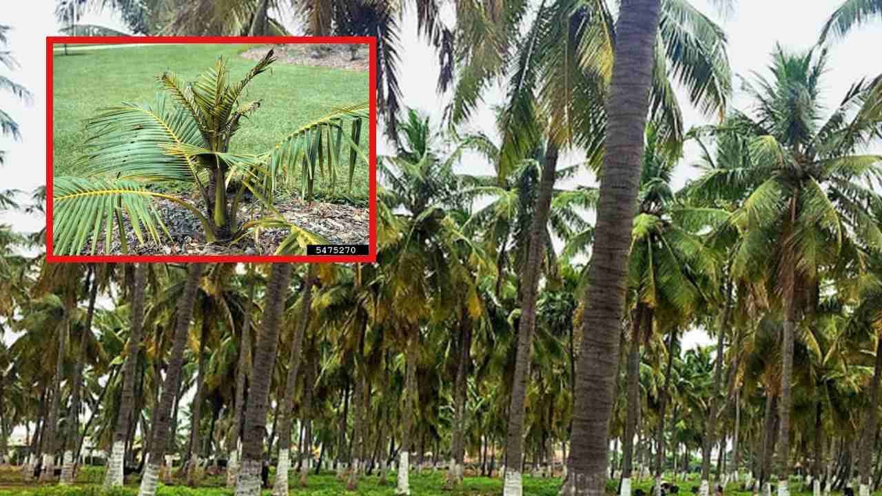 Boron Deficiency : కొబ్బరి సాగులో బోరాన్ లోపం, నివారణ మార్గాలు! Boron Deficiency : కొబ్బరి సాగులో బోరాన్ లోపం, నివారణ మార్గాలు!
